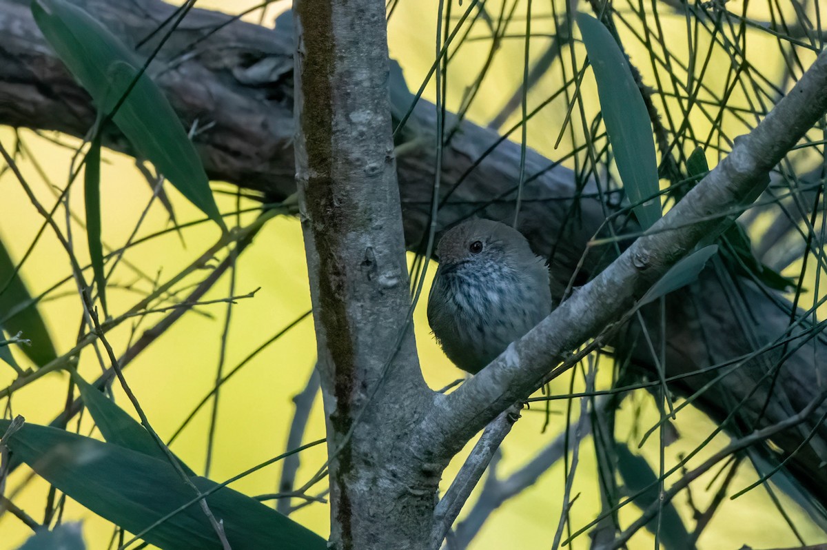 Brown Thornbill - ML617463792