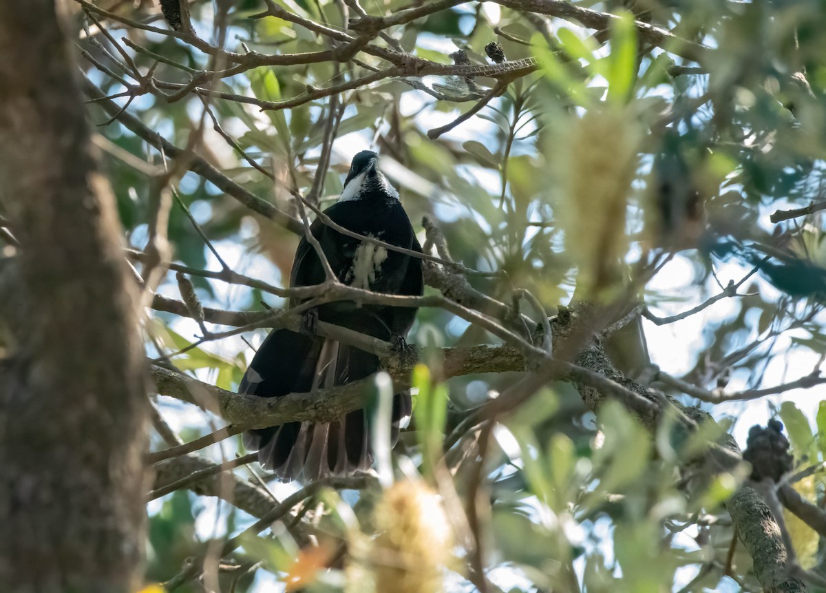 Eastern Whipbird - ML617463793