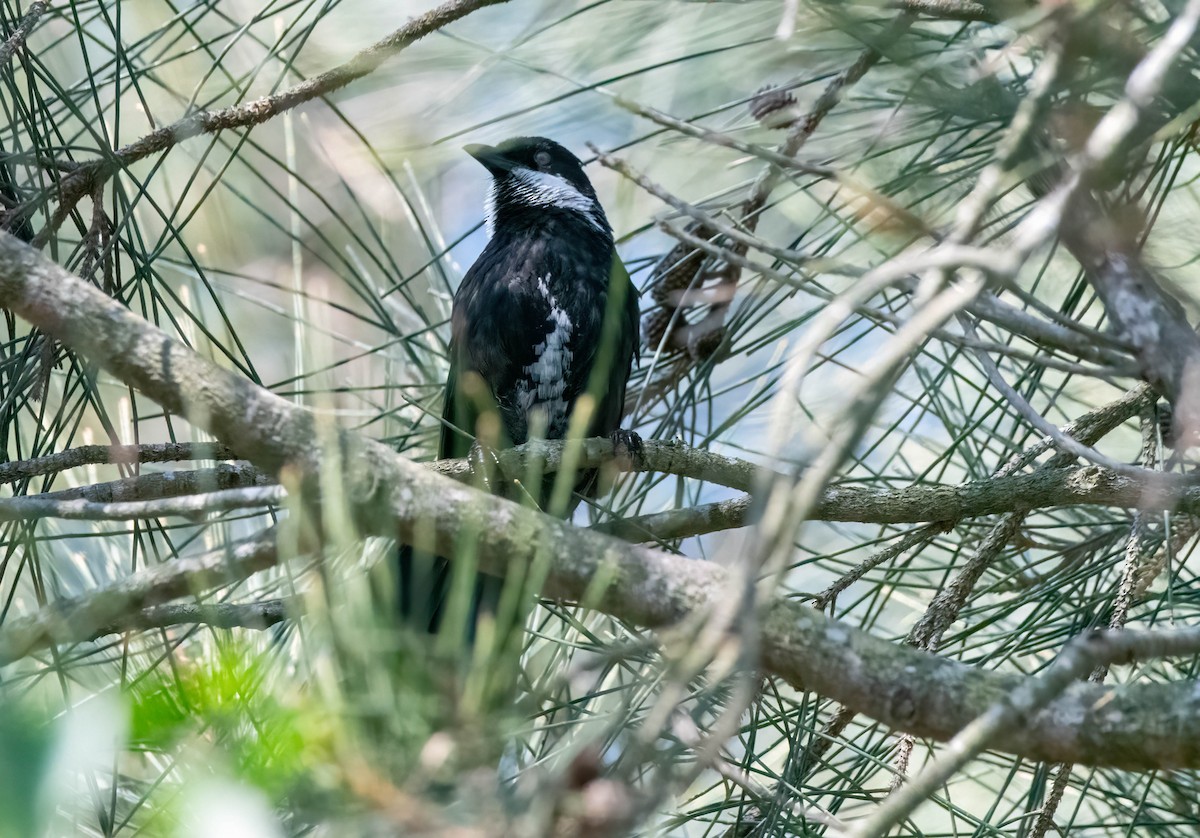 Eastern Whipbird - ML617463794