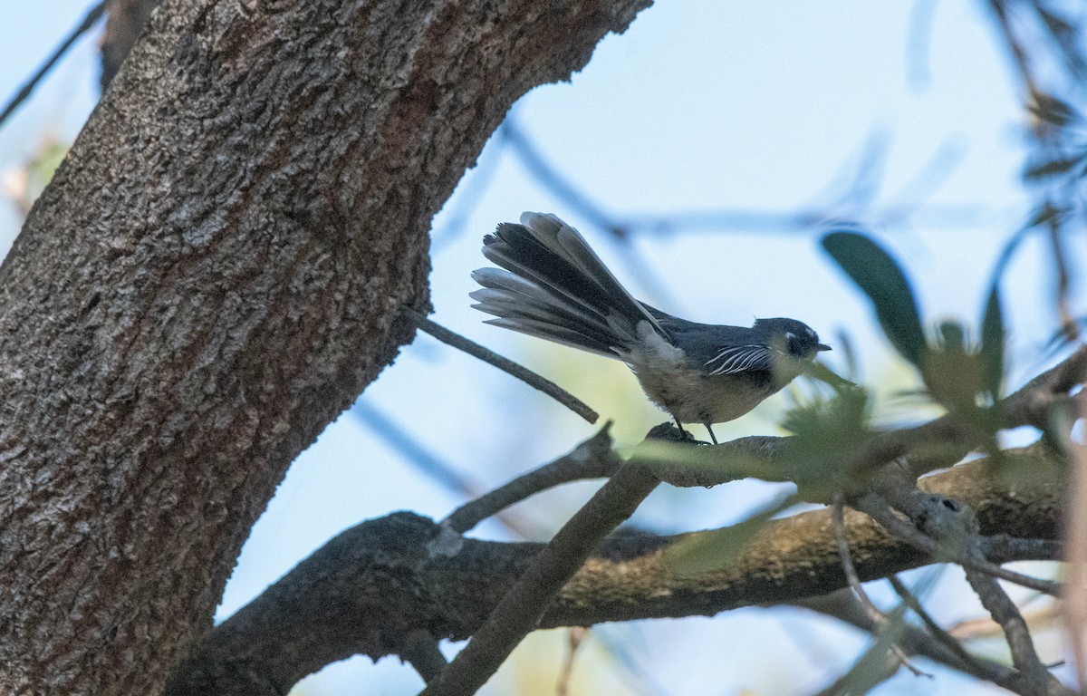 Gray Fantail - Gordon Arthur