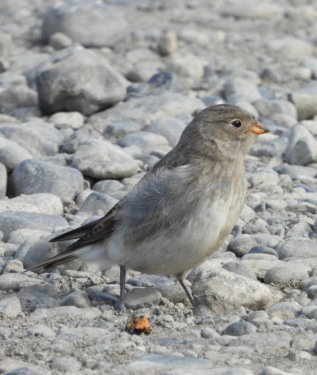 Snow Bunting - ML617463822