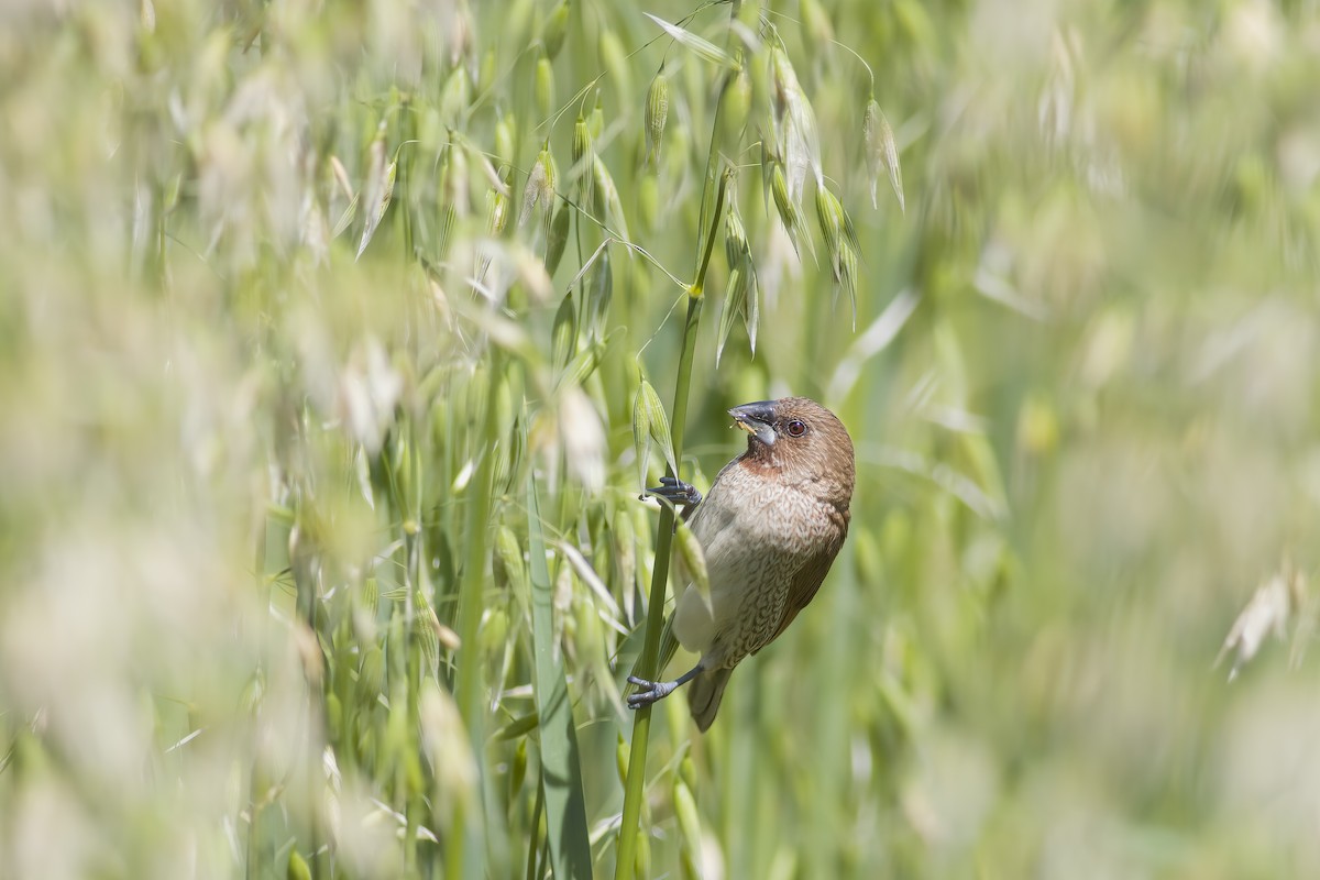 eBird Checklist - 12 Mar 2024 - 台北--國立臺灣大學實驗農場/生態池(Taipei--NTU ...