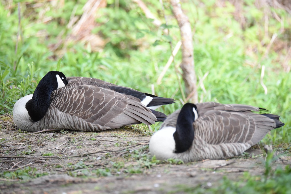 Canada Goose - ML617463864