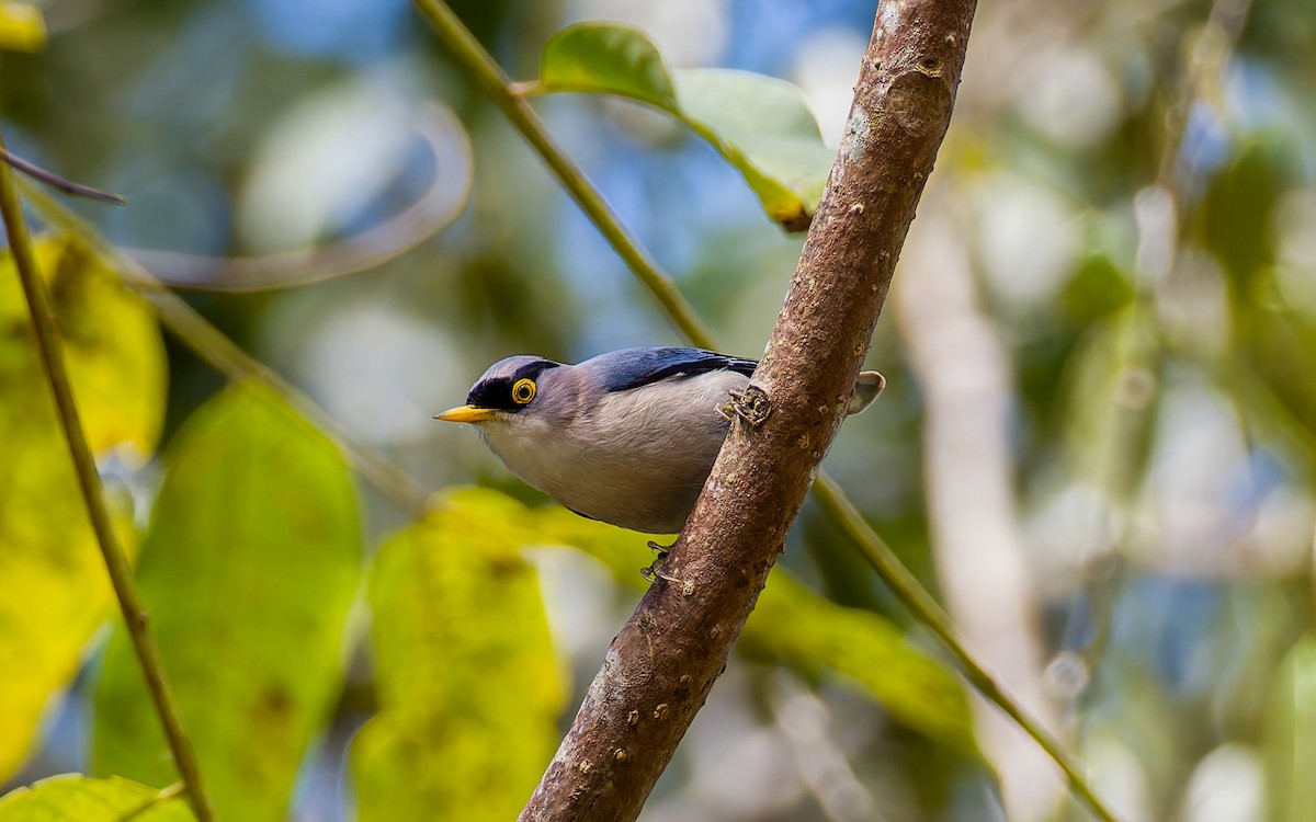 Yellow-billed Nuthatch - ML617463901