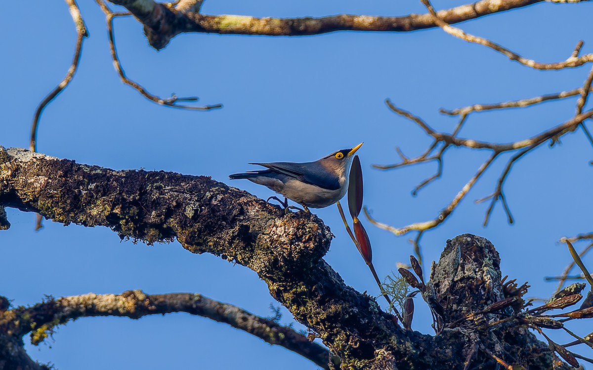 Yellow-billed Nuthatch - Peter Kennerley