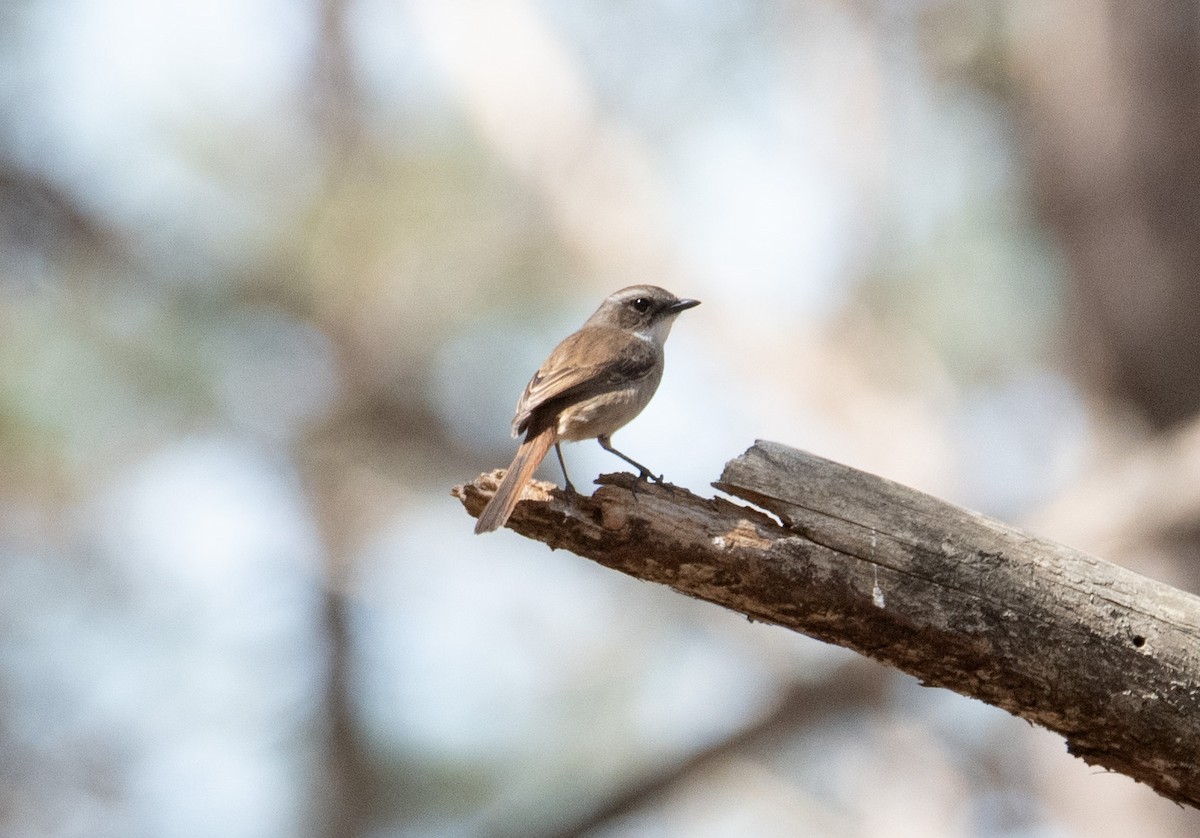 Gray Bushchat - ML617463917