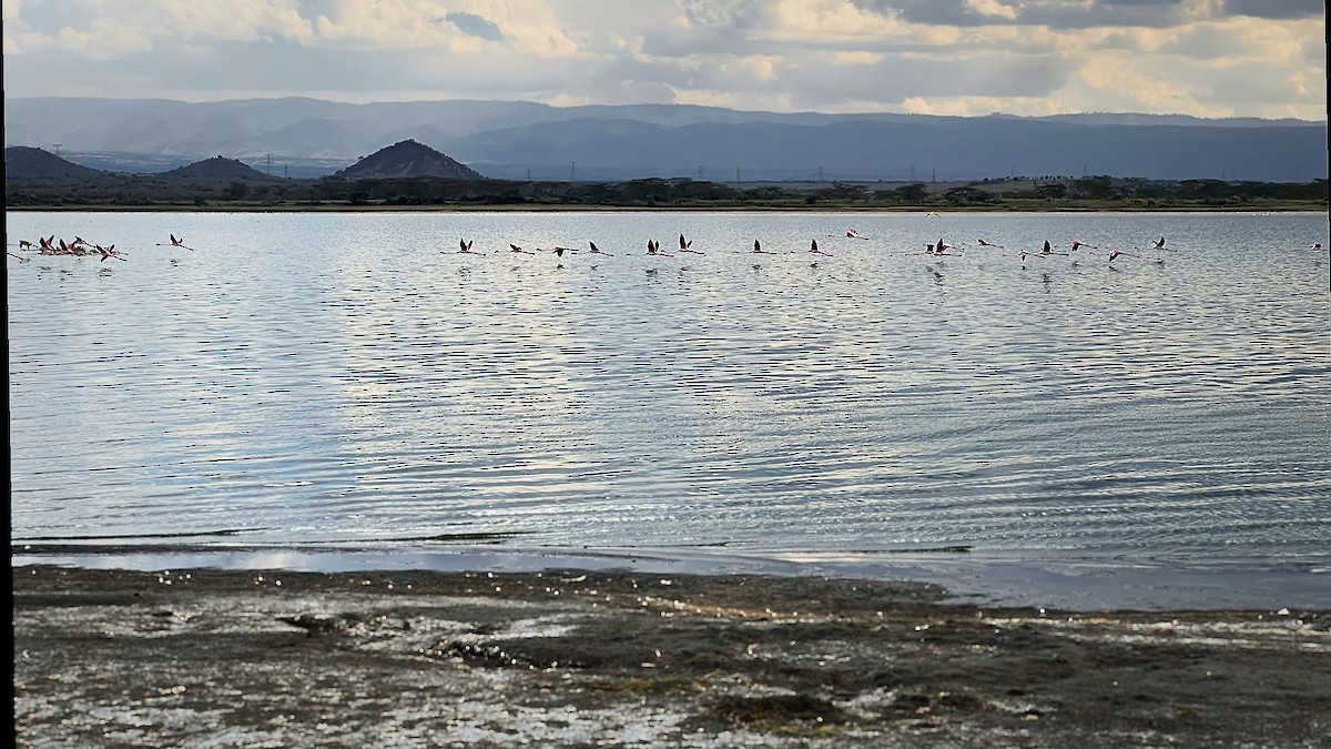 Greater Flamingo - ML617463938