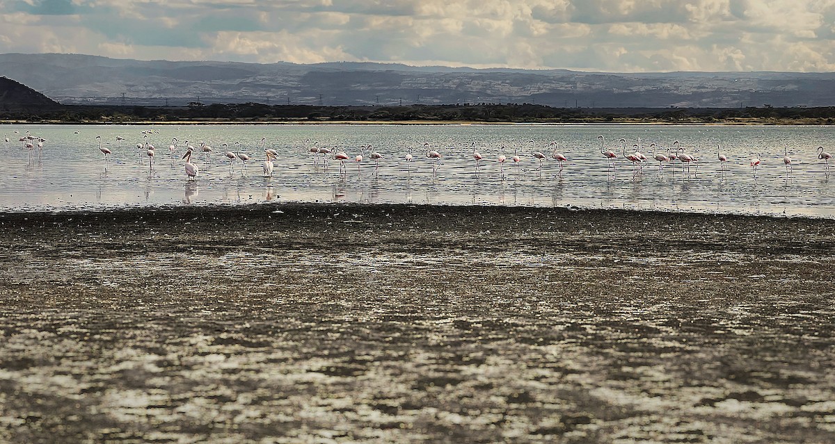 Greater Flamingo - ML617463939