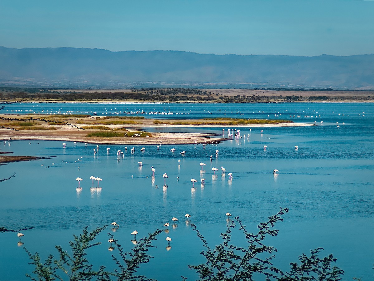 Greater Flamingo - ML617463940