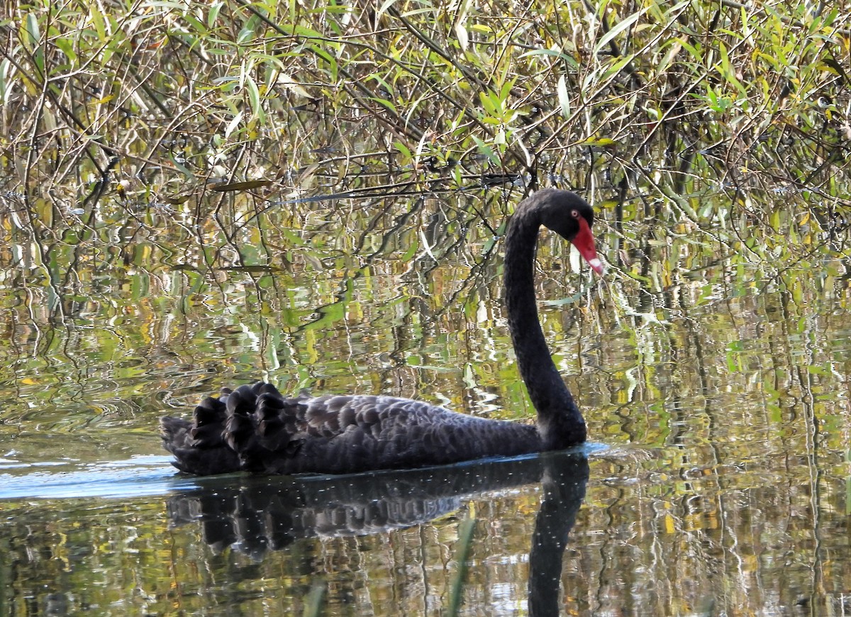 Black Swan - ML617463965