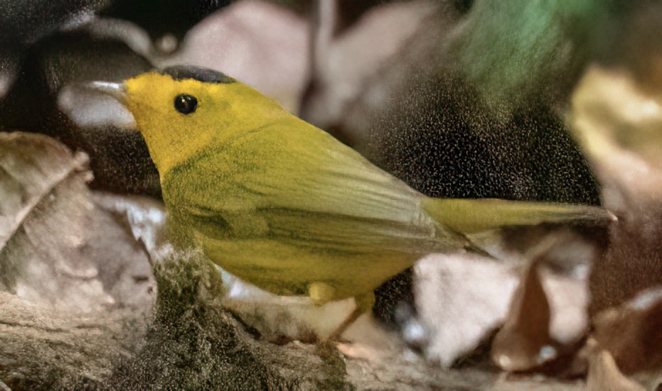 Wilson's Warbler - Scott Young