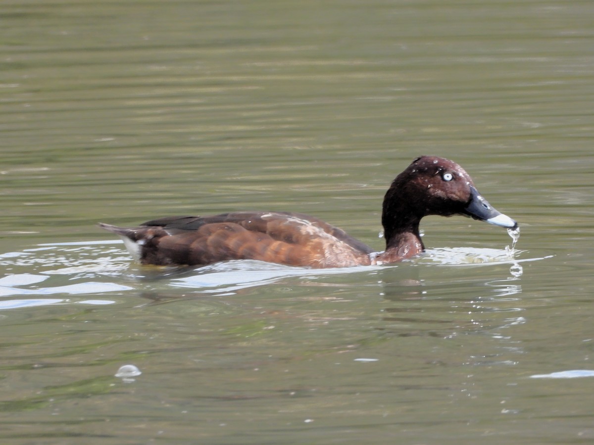 Hardhead - ML617463970