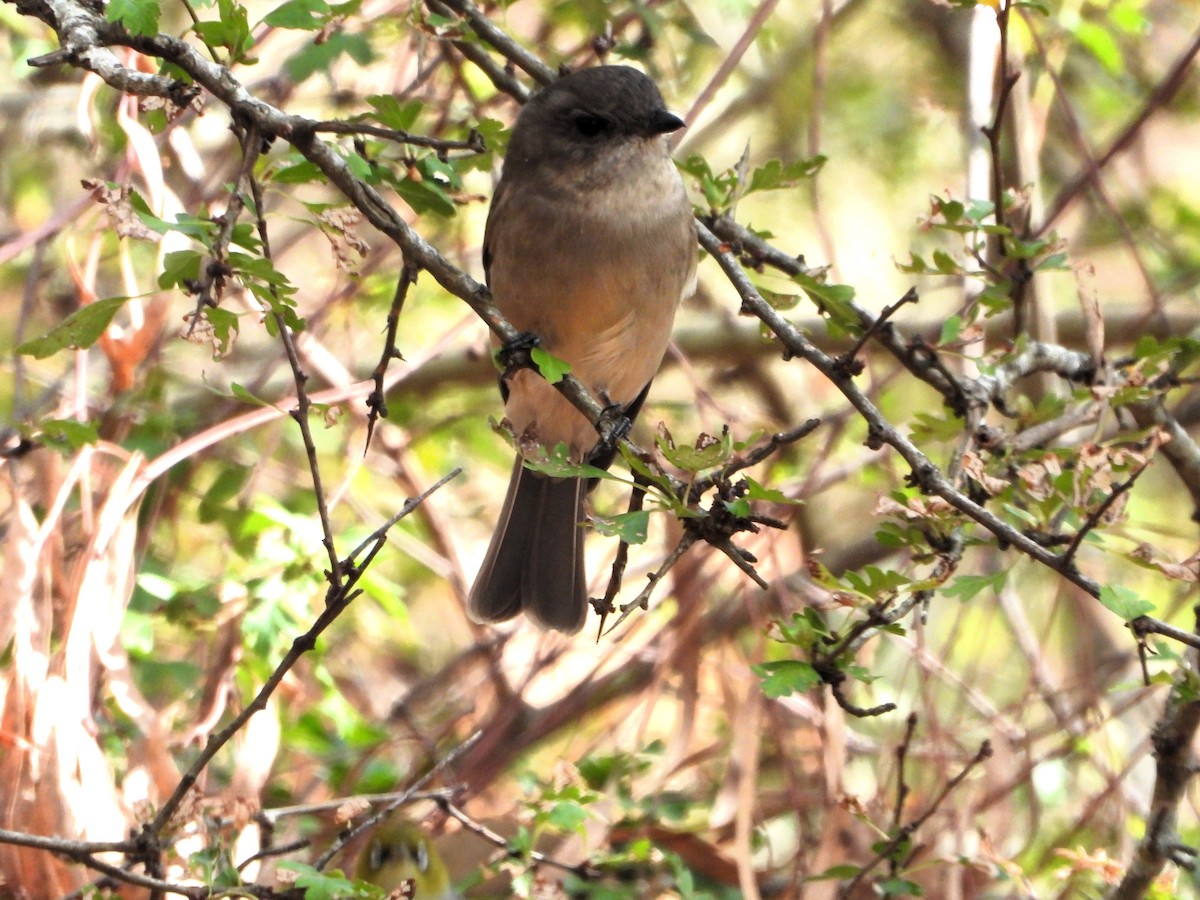 Golden Whistler - ML617463977