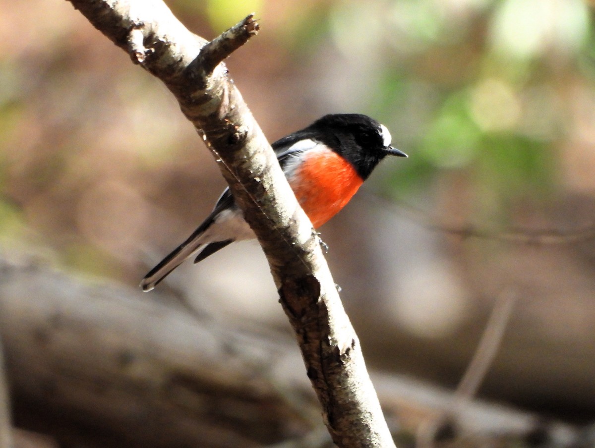 Scarlet Robin - Leah Drummond