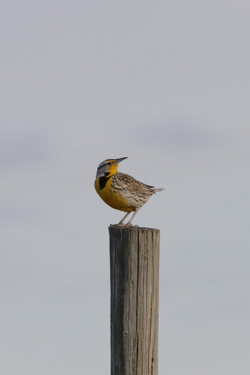 Western Meadowlark - ML617463982