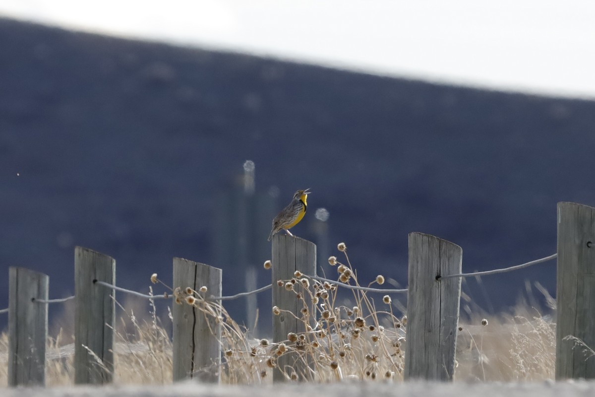 Western Meadowlark - ML617463983