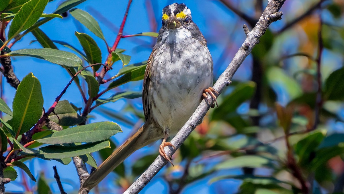 White-throated Sparrow - ML617464043