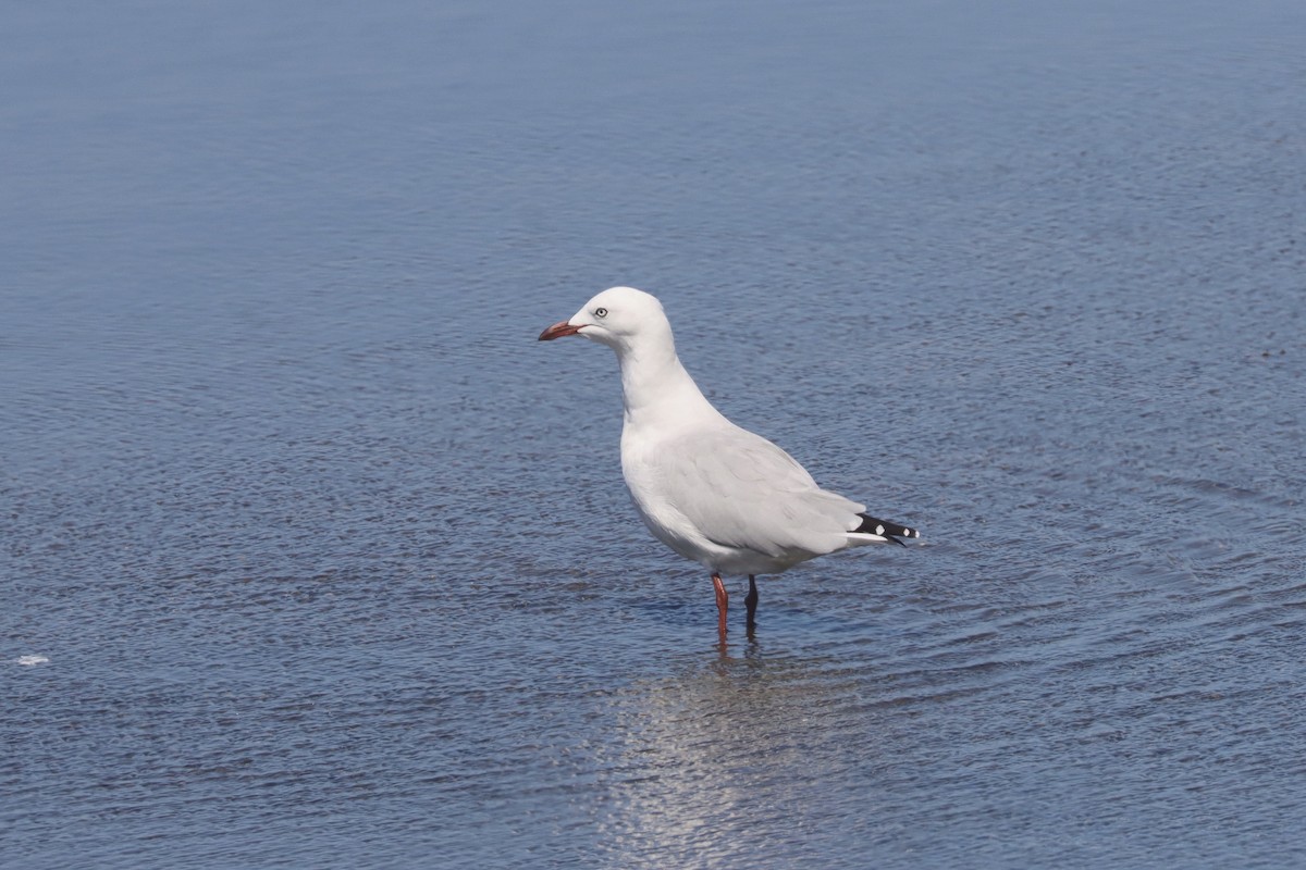 Silver Gull - Dennis Devers