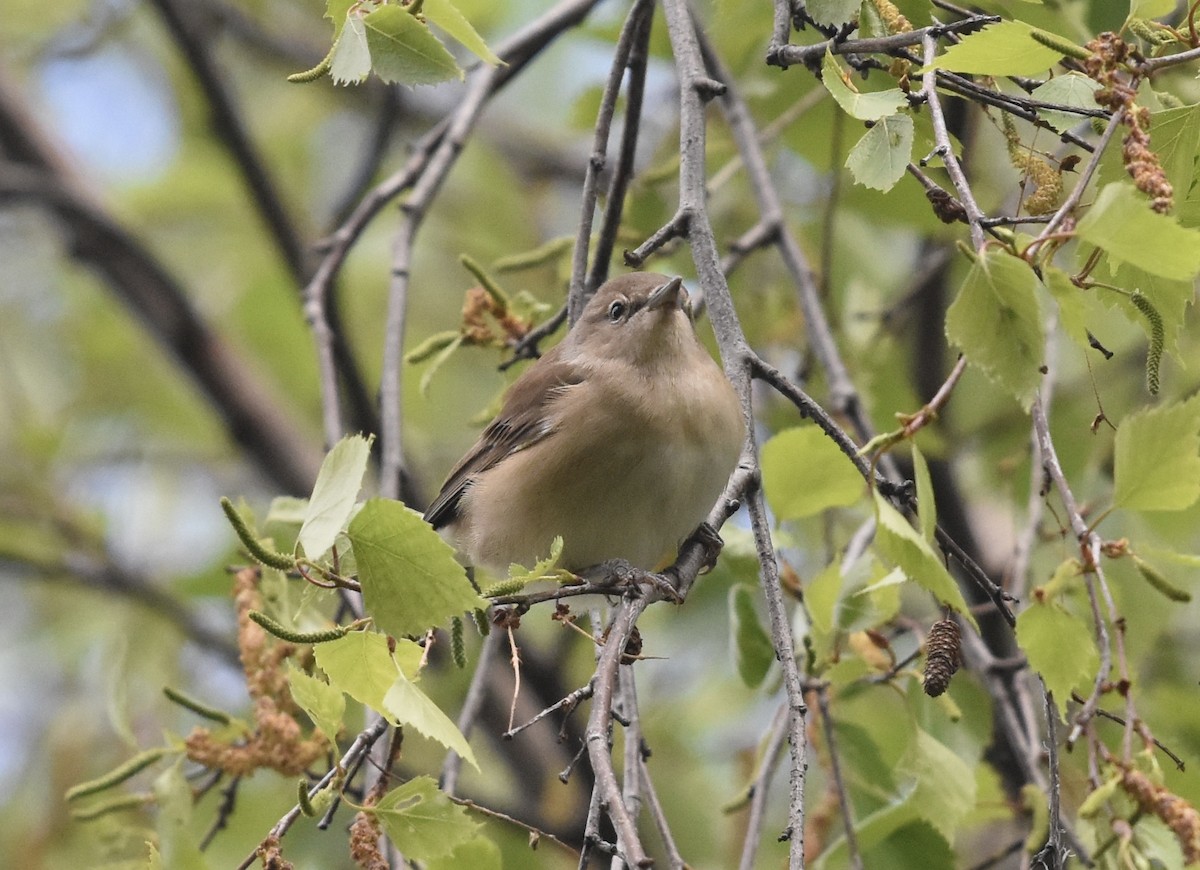 Garden Warbler - ML617464116