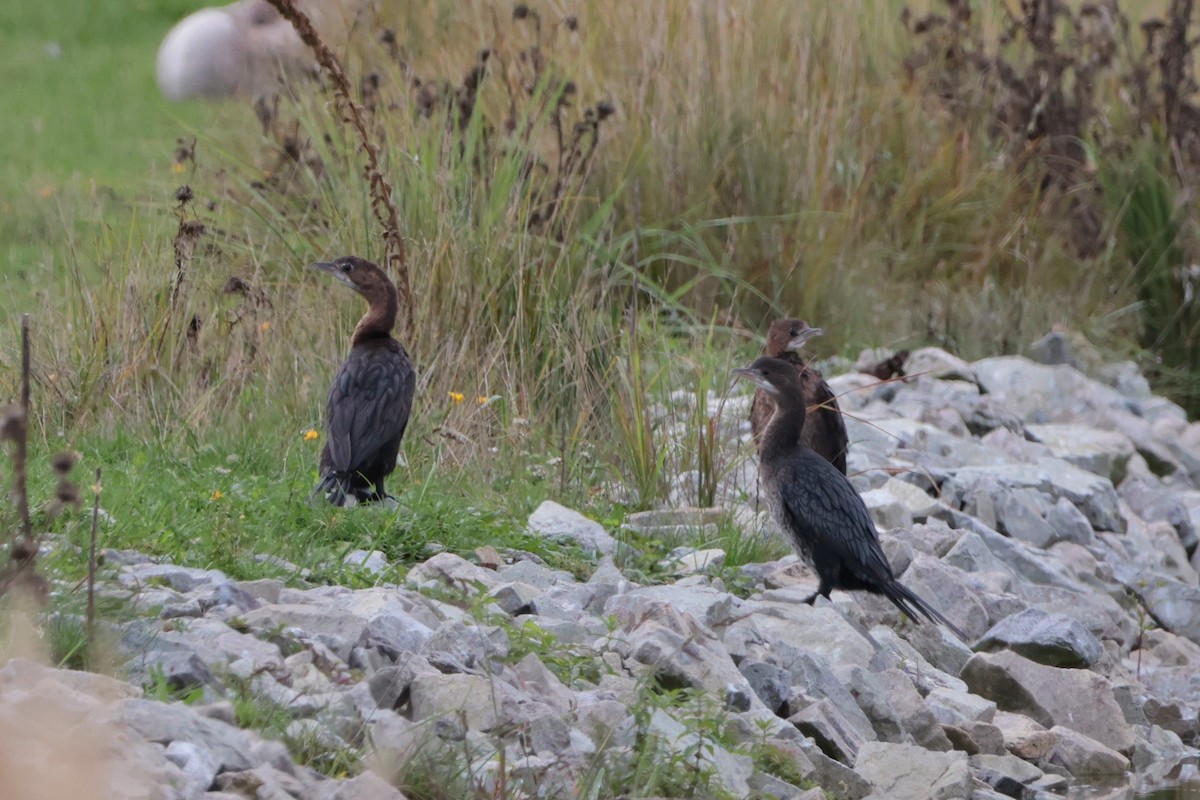 Pygmy Cormorant - ML617464125