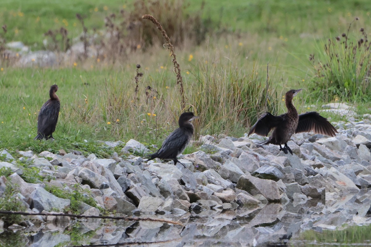 Pygmy Cormorant - ML617464126