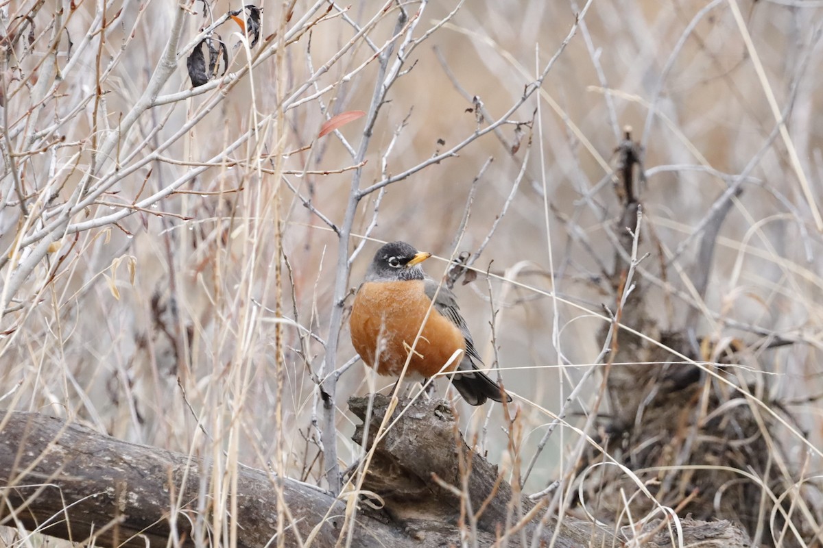 American Robin - ML617464127