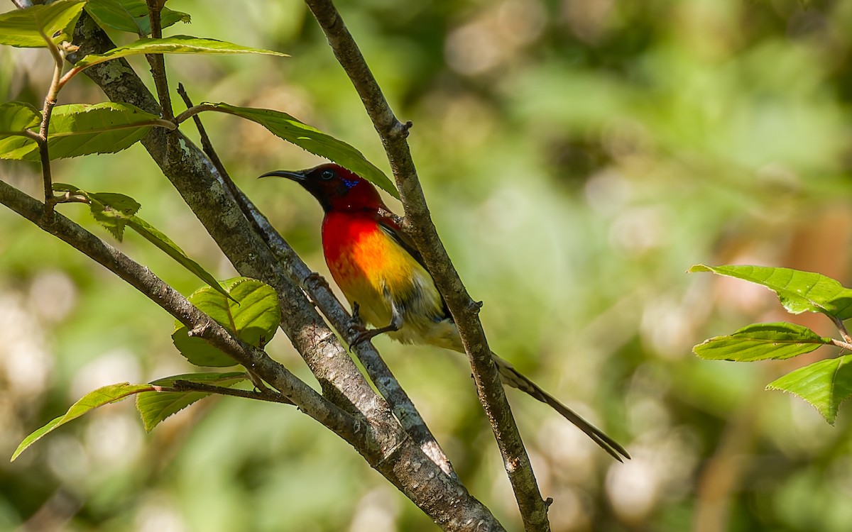 Mrs. Gould's Sunbird (Scarlet-breasted) - ML617464251