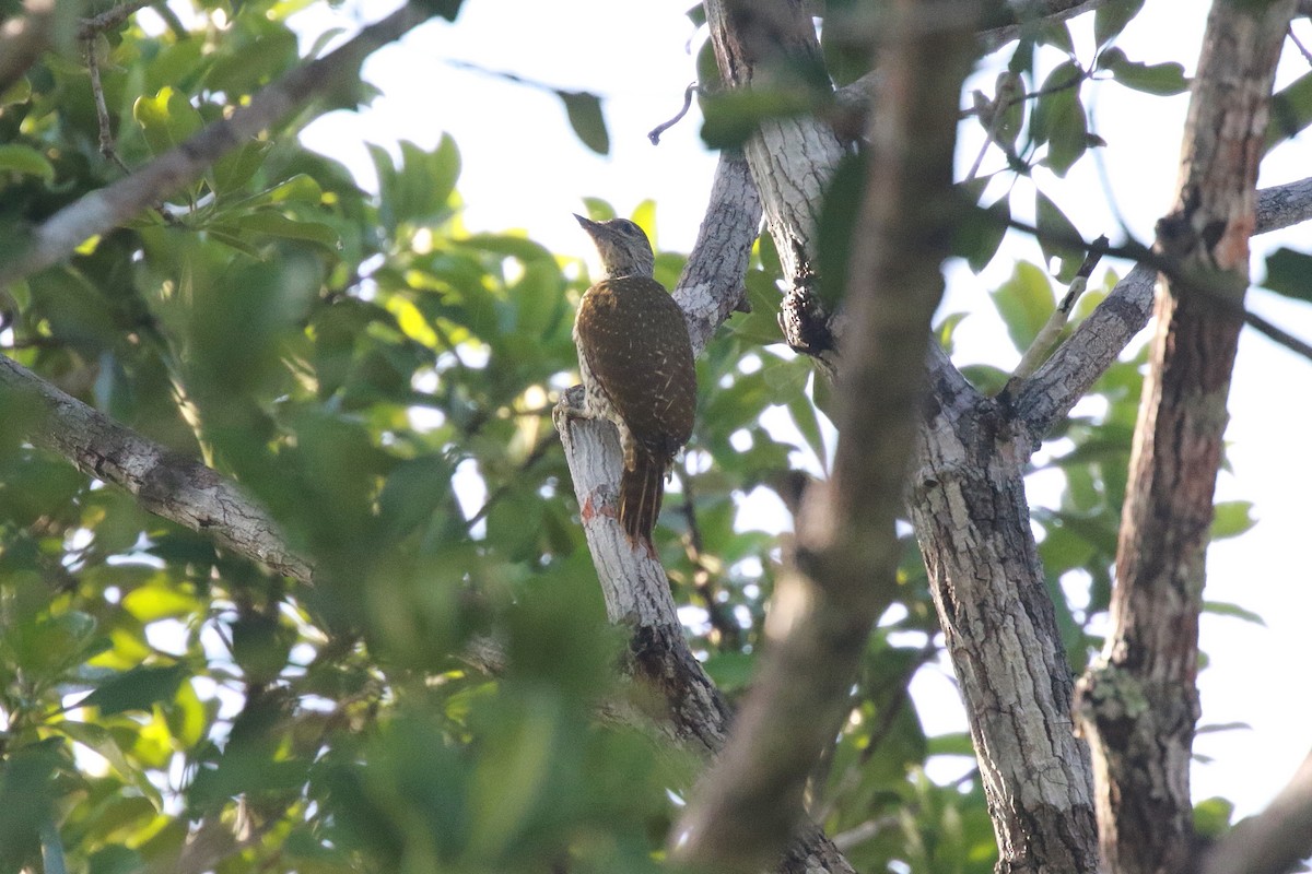 Green-backed Woodpecker - ML617464252