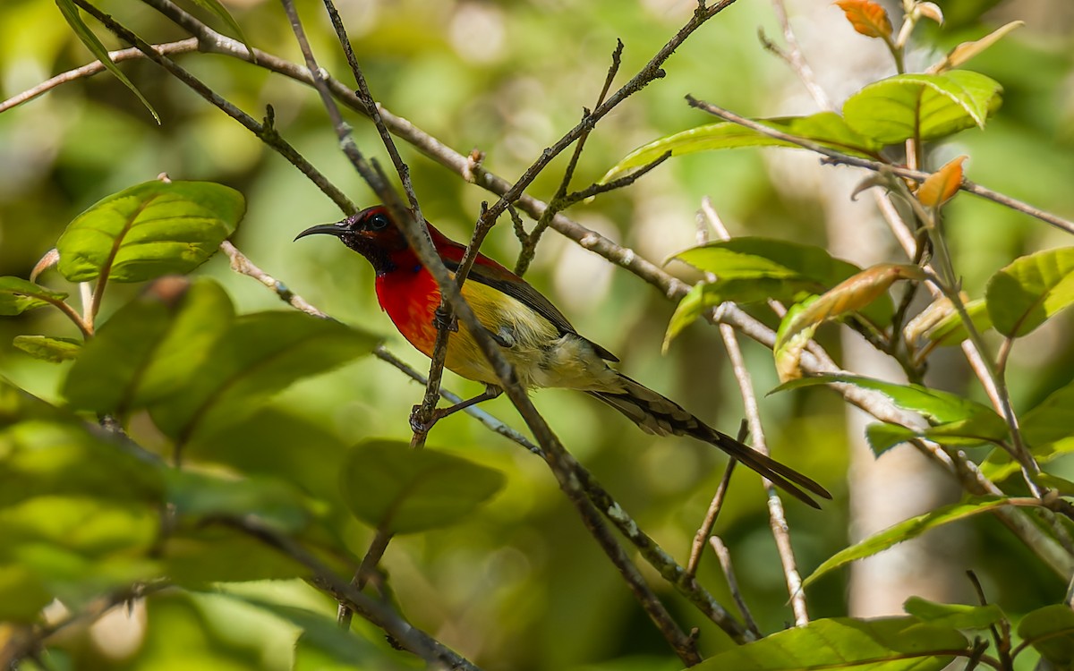 Mrs. Gould's Sunbird (Scarlet-breasted) - ML617464254