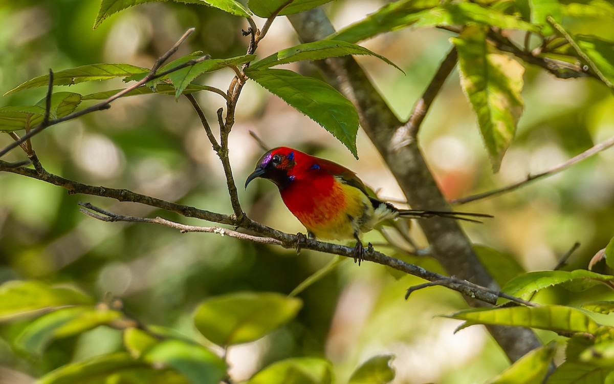 Mrs. Gould's Sunbird (Scarlet-breasted) - ML617464255