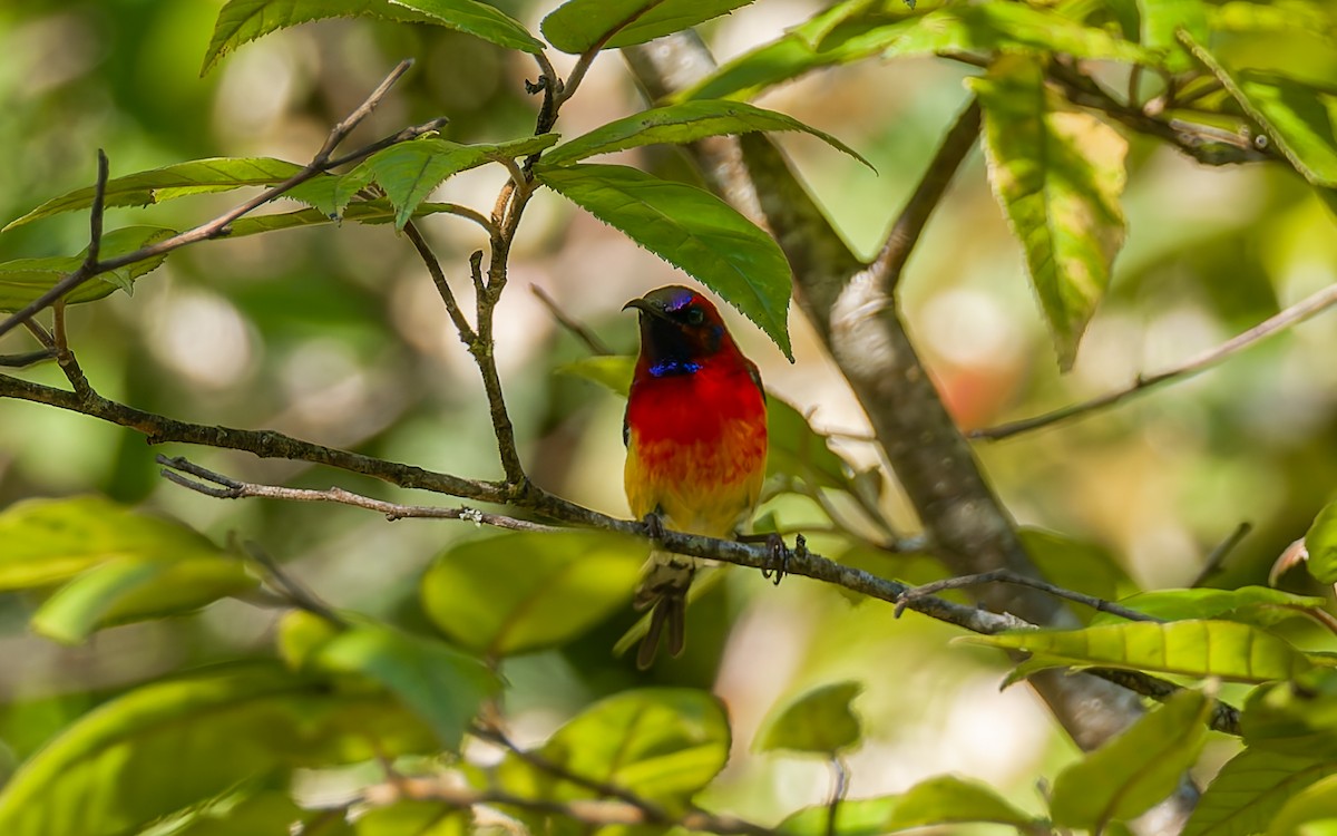 Mrs. Gould's Sunbird (Scarlet-breasted) - ML617464257