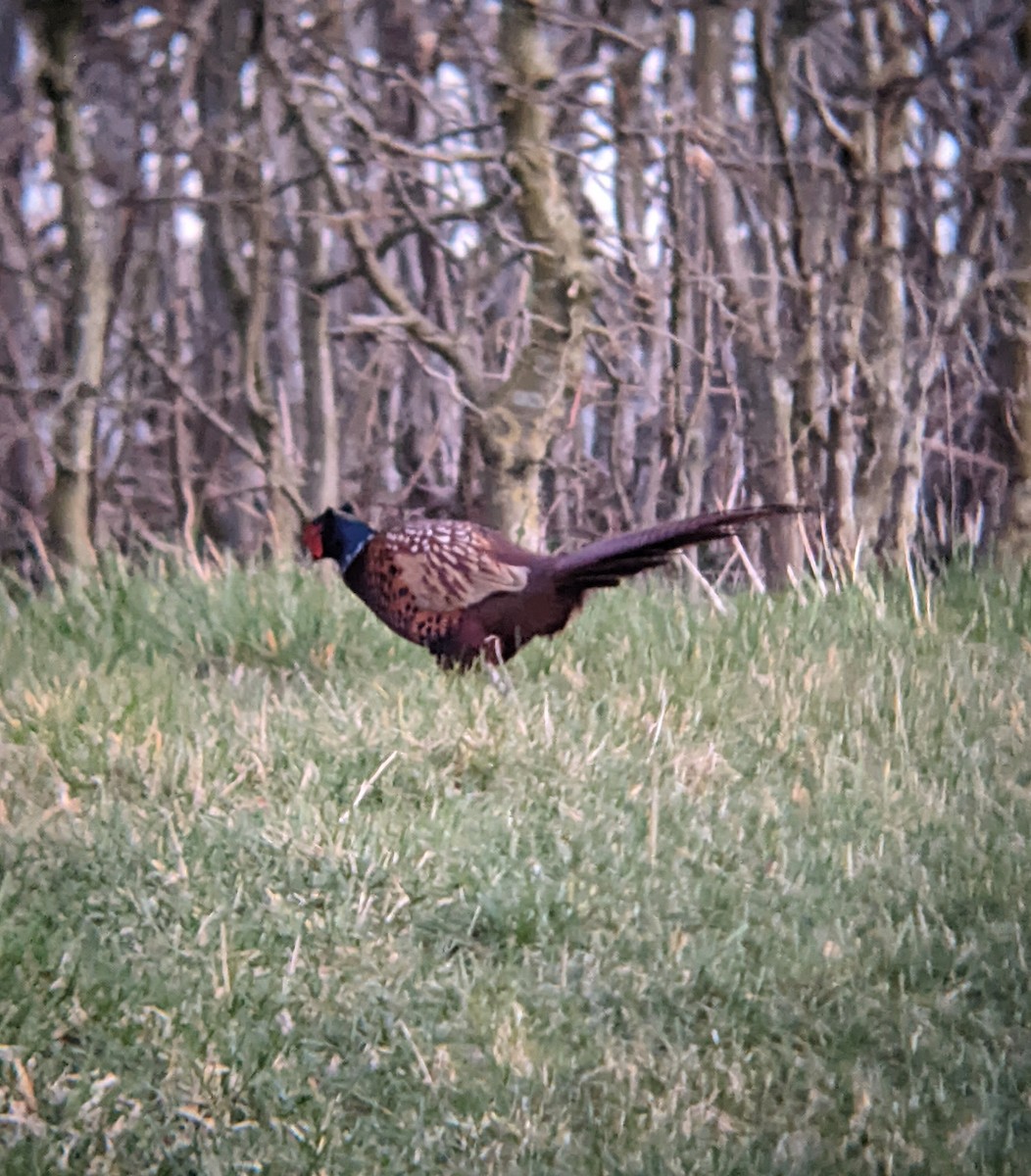 Ring-necked Pheasant - ML617464260