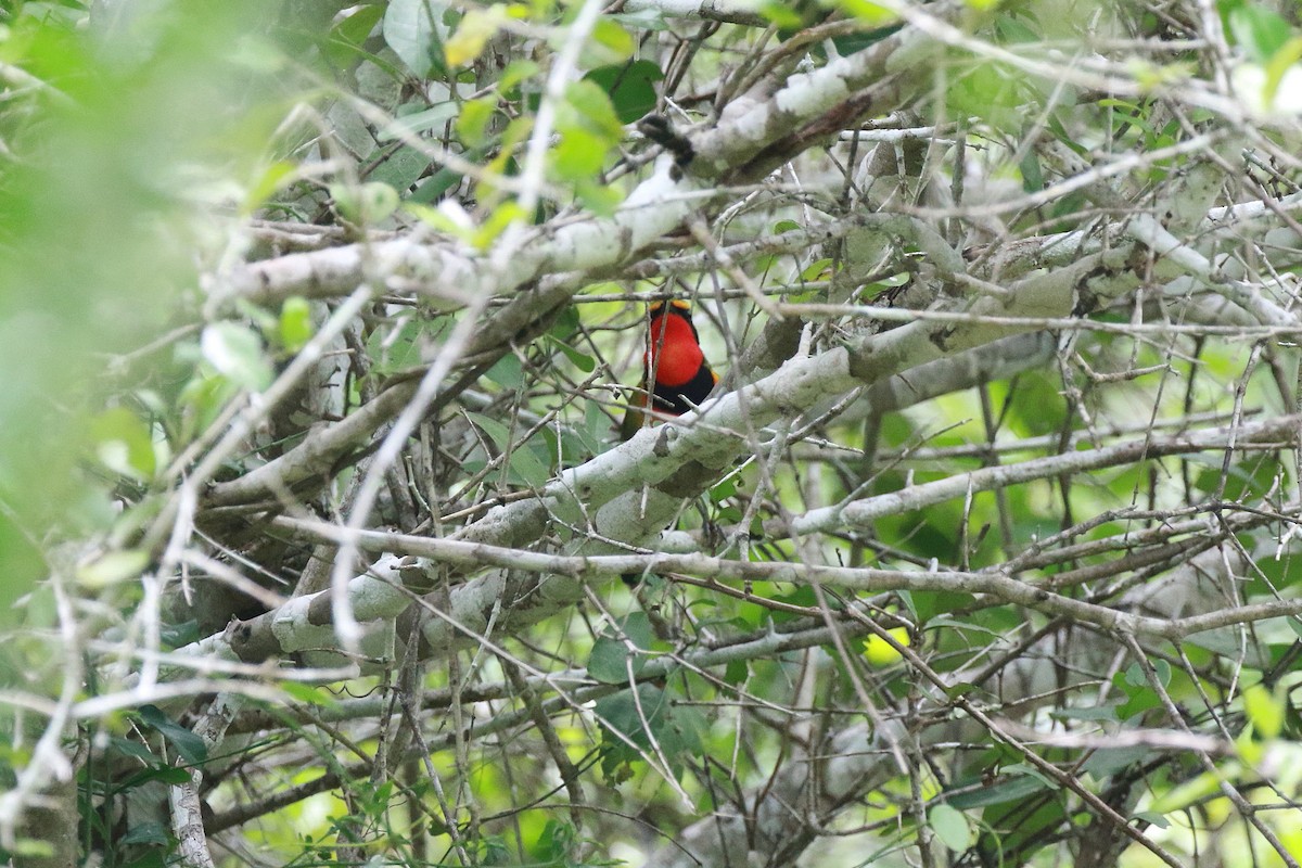 Four-colored Bushshrike (Four-colored) - ML617464268