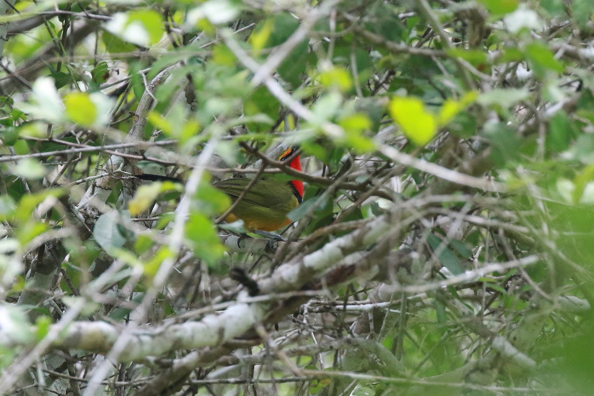 Four-colored Bushshrike (Four-colored) - ML617464272