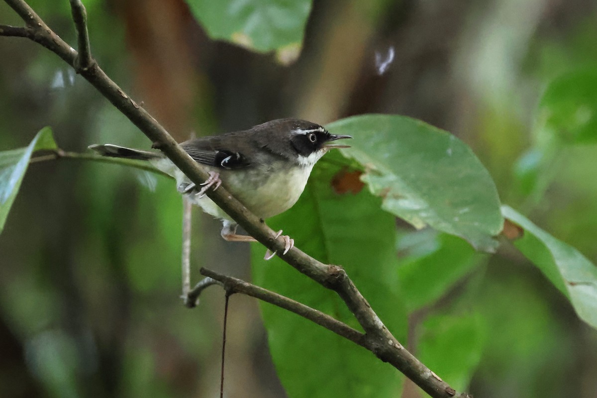 White-browed Scrubwren (Buff-breasted) - Mark and Angela McCaffrey