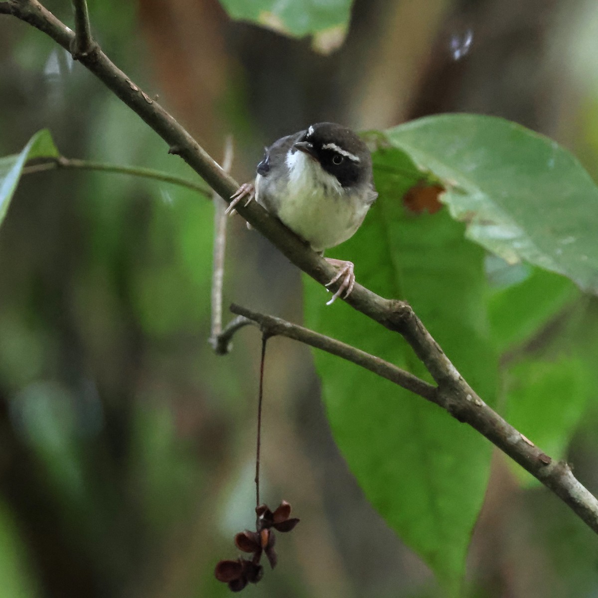 White-browed Scrubwren (Buff-breasted) - ML617464275