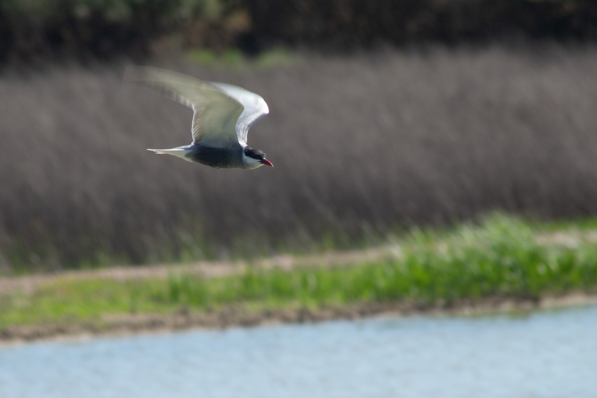 Whiskered Tern - ML617464295