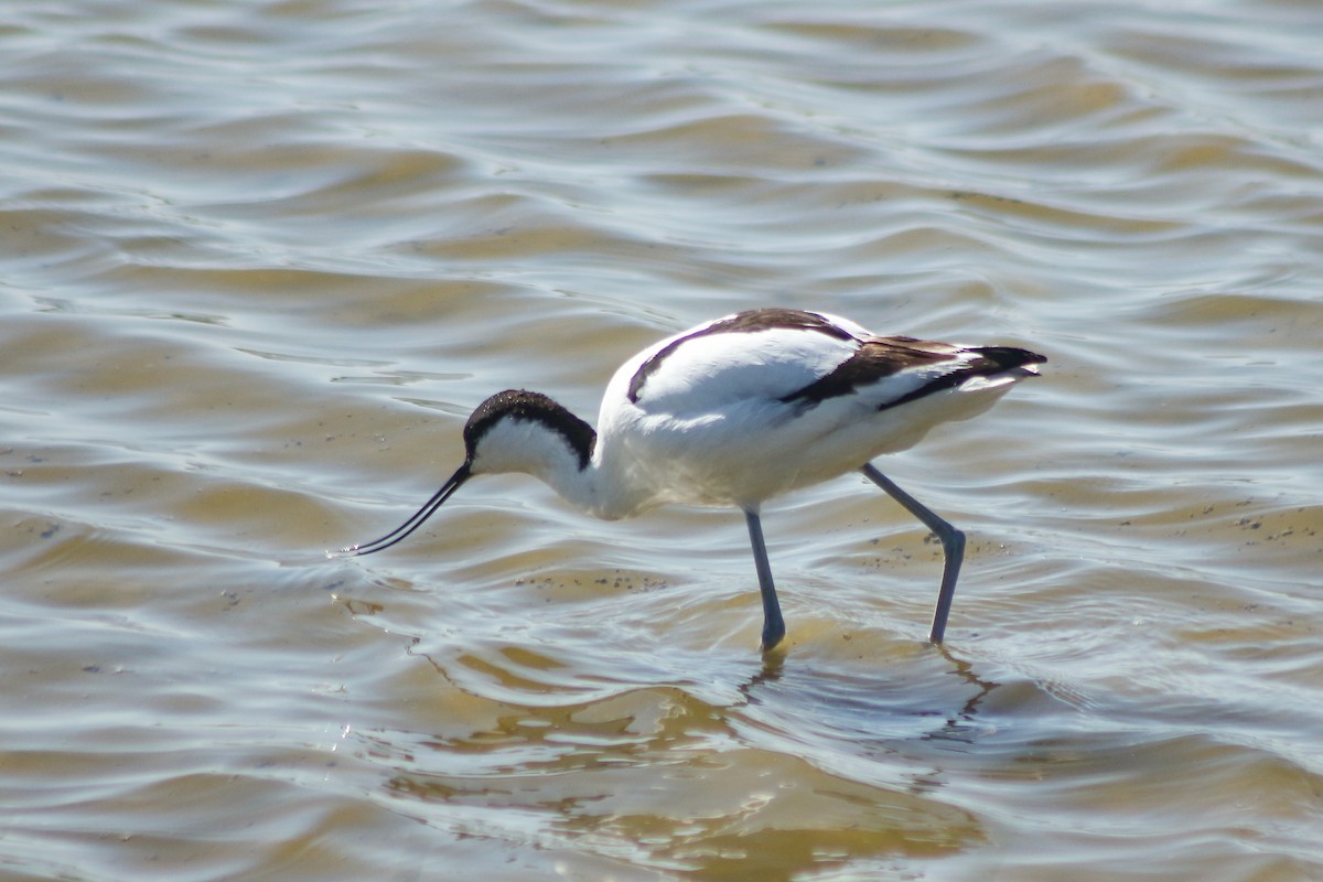 Pied Avocet - ML617464311