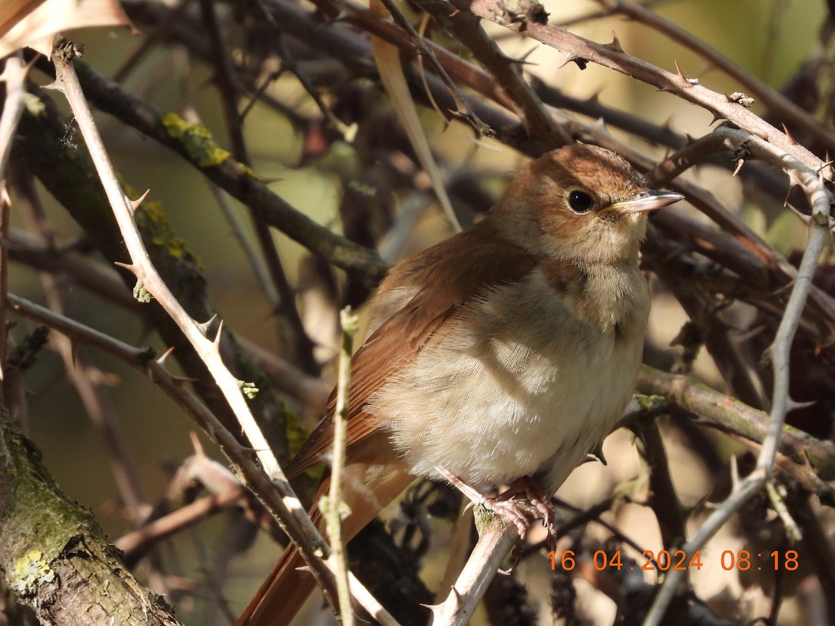 Common Nightingale - ML617464408