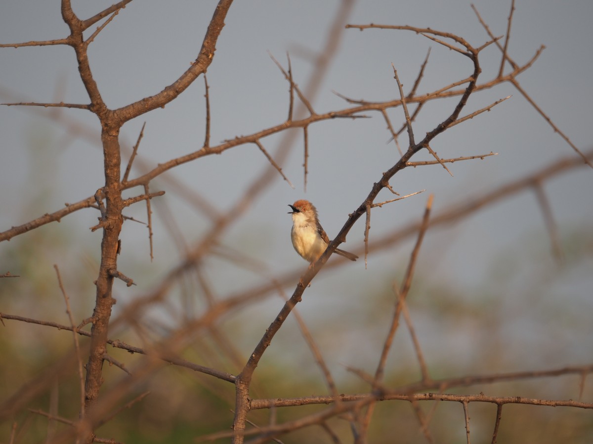 Prinia Frentirroja - ML617464420