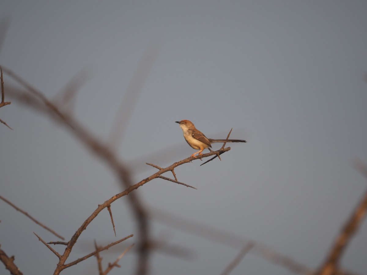 Prinia Frentirroja - ML617464421