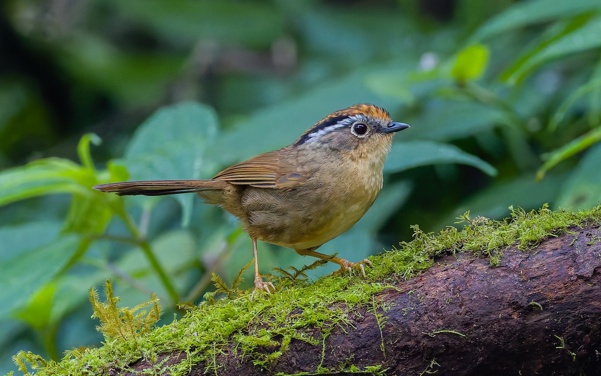 Rusty-capped Fulvetta - Peter Kennerley