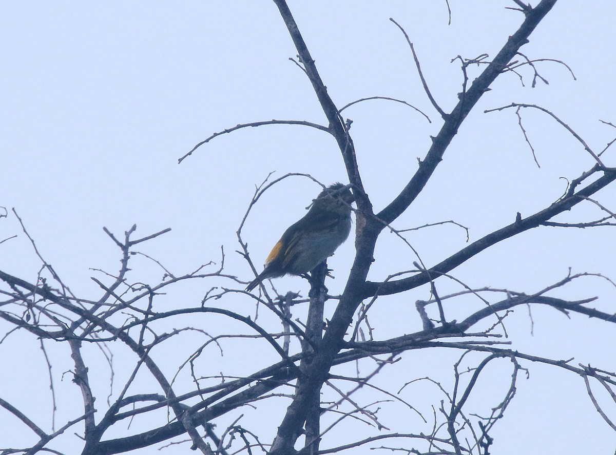 Green Tinkerbird - ML617464460