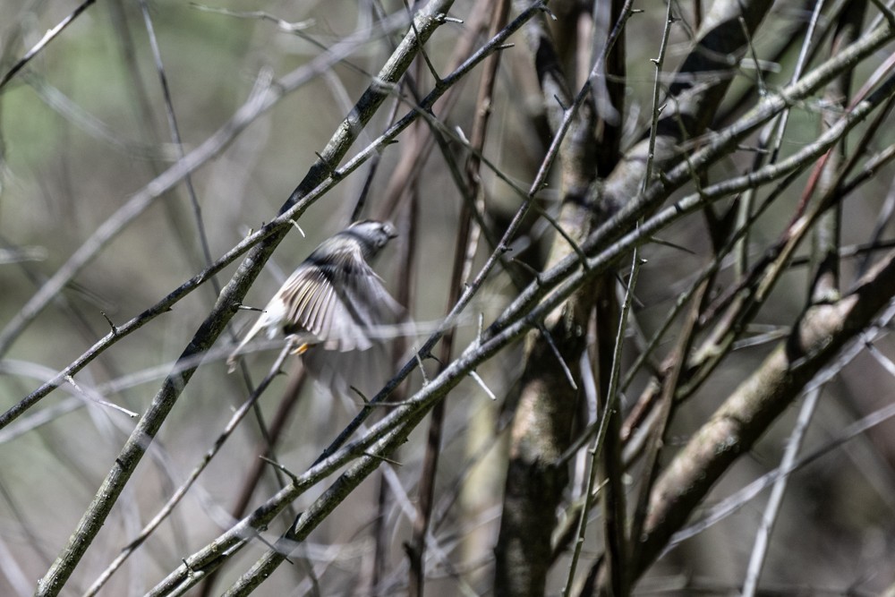 Golden-crowned Kinglet - ML617464462