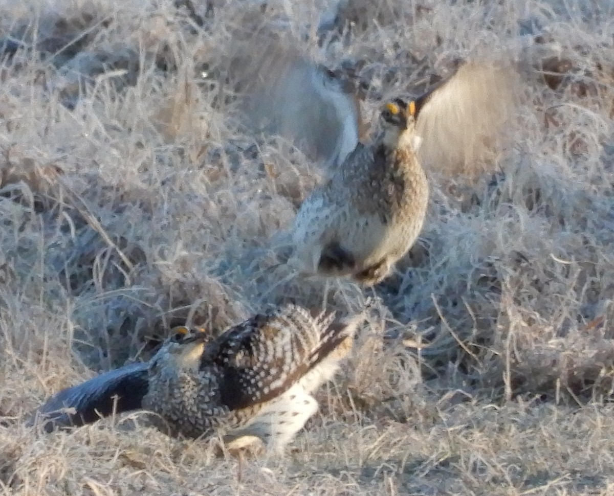 Sharp-tailed Grouse - ML617464530