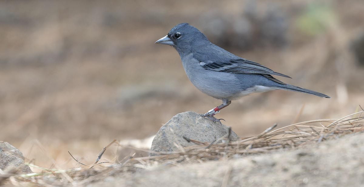 Gran Canaria Blue Chaffinch - ML617464558