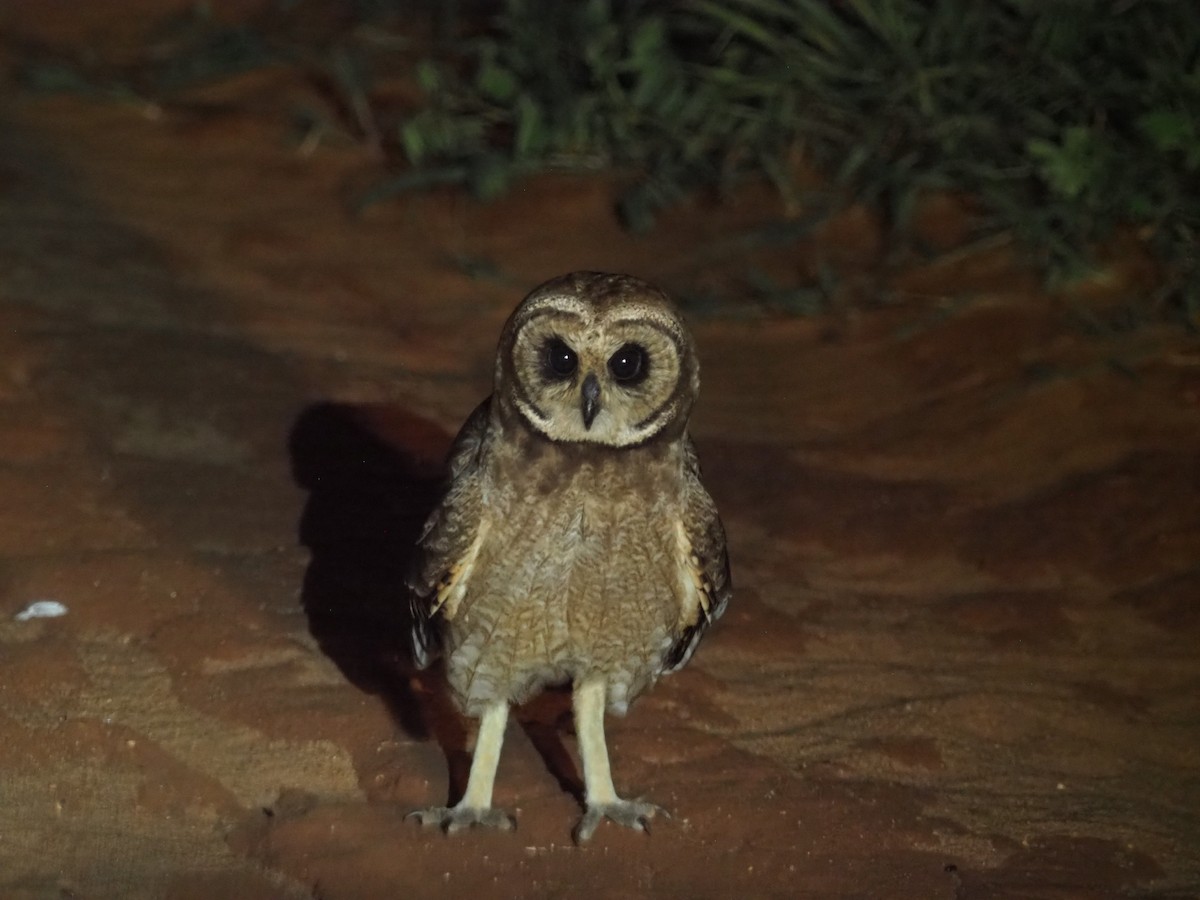 Marsh Owl - Adrian Hinkle
