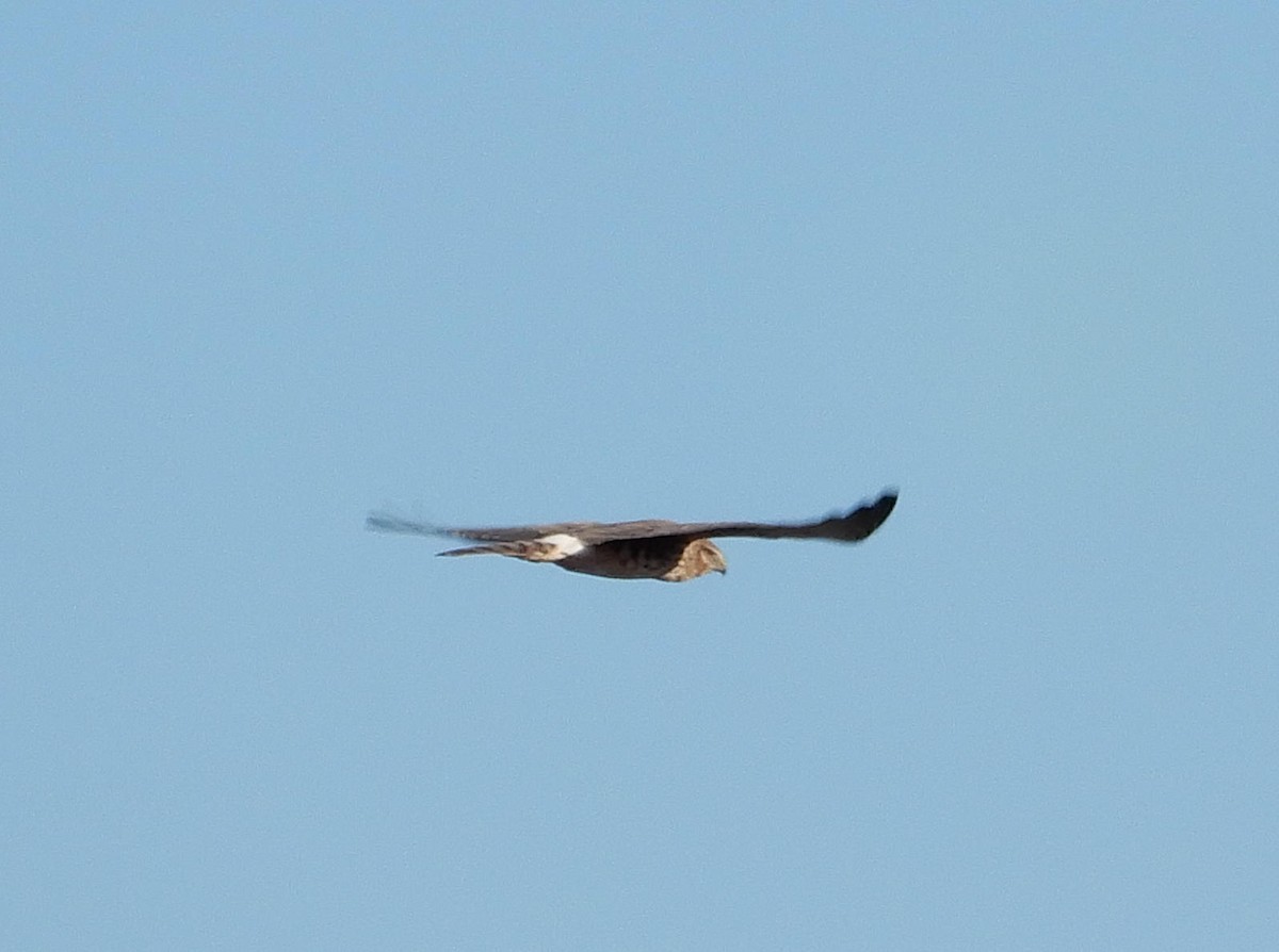 Northern Harrier - ML617464562