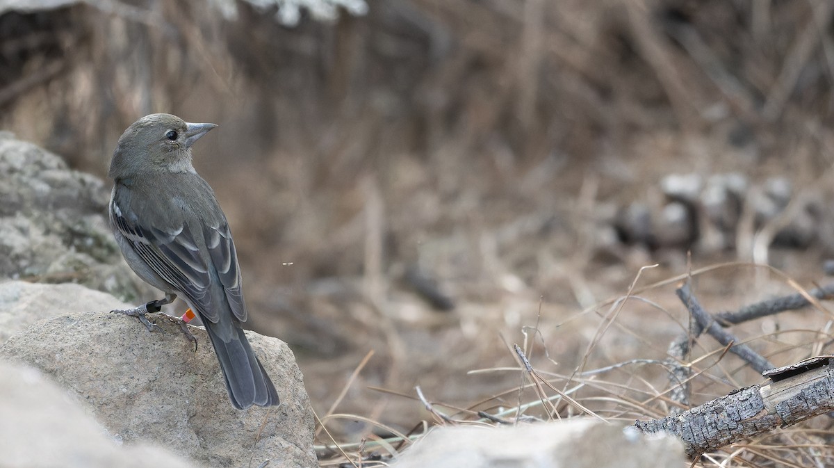 Gran Canaria Blue Chaffinch - ML617464571
