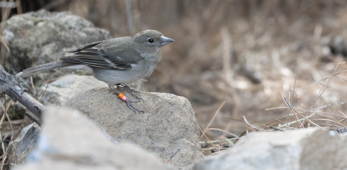 Gran Canaria Blue Chaffinch - ML617464578